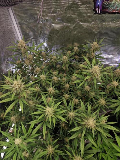 Fastbuds G2S1 Frostbanger. Week 11