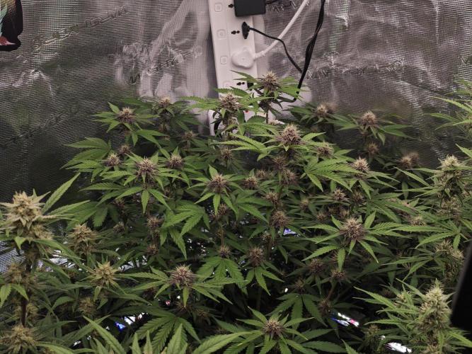 Fastbuds G2S1 Frostbanger. Week 11
