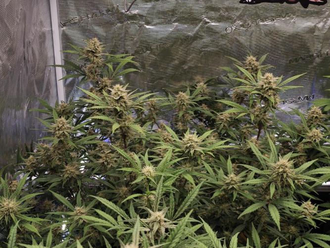 Fastbuds G2S1 Frostbanger. Week 11