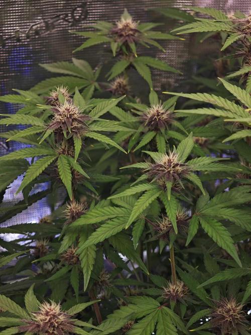 Fastbuds G2S1 Frostbanger. Week 11