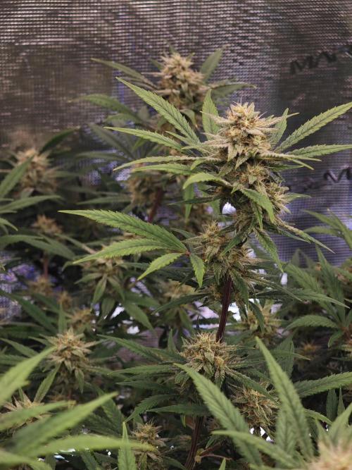 Fastbuds G2S1 Frostbanger. Week 11
