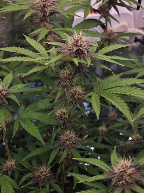 Frostbanger Auto. Week 11