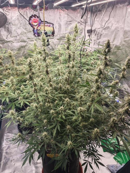 Fastbuds G2S3 Apple strudel. Week 11