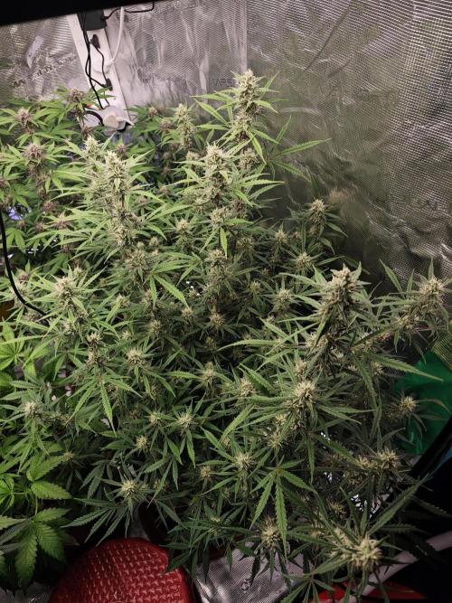 Fastbuds G2S3 Apple strudel. Week 11