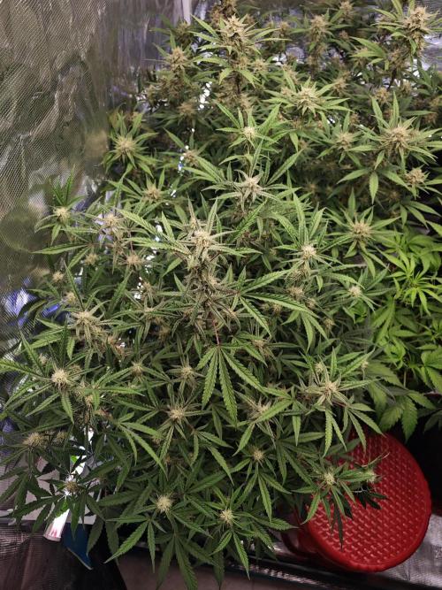 Fastbuds G2S3 Apple strudel. Week 11