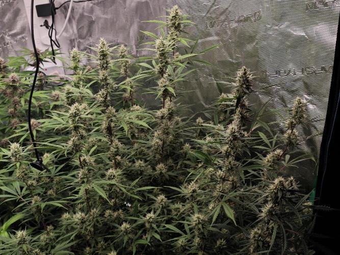 Fastbuds G2S3 Apple strudel. Week 11