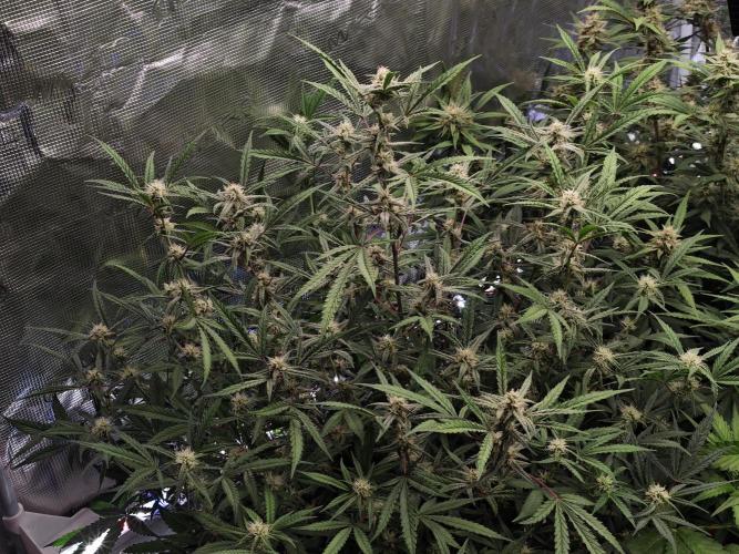 Fastbuds G2S3 Apple strudel. Week 11