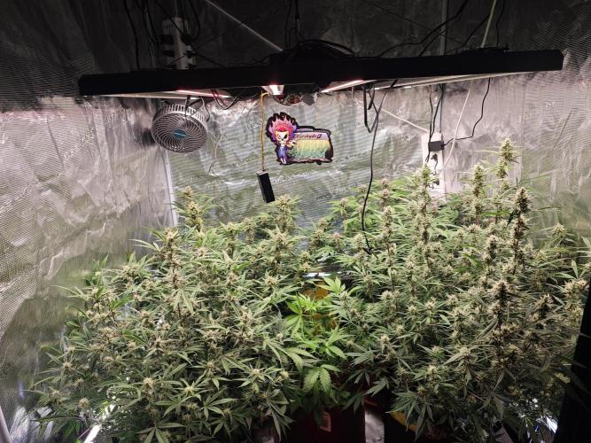 Fastbuds G2S3 Apple strudel. Week 11