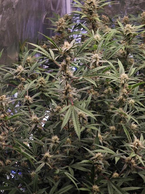 Fastbuds G2S3 Apple strudel. Week 11