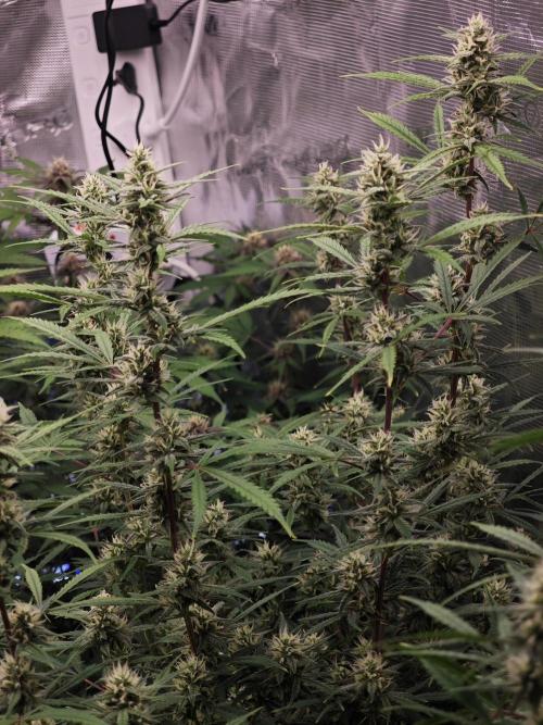 Fastbuds G2S3 Apple strudel. Week 11