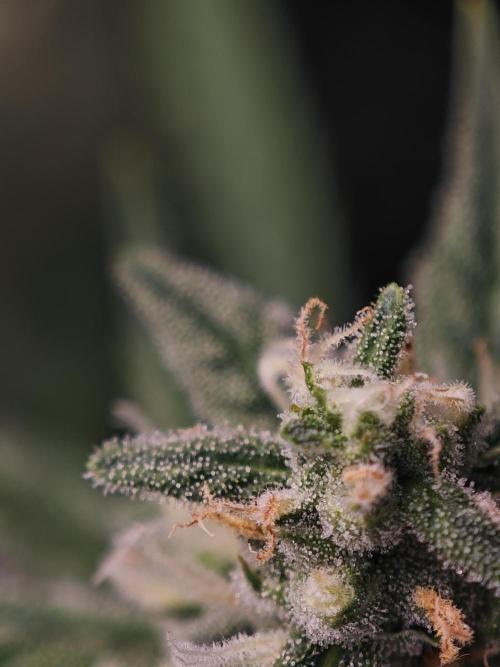 Fastbuds G2S3 Apple strudel. Week 11