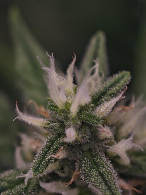 Apple Strudel Auto. Week 11