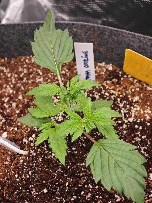 Three Beautiful Babes. Week 2