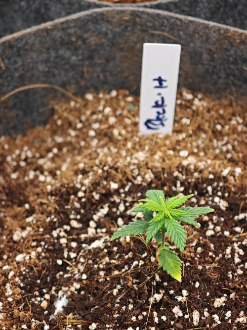 Black Herer Twins. Week 2
