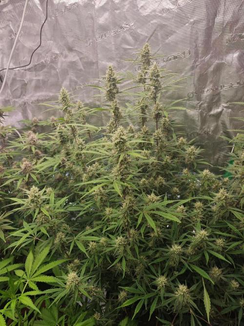 Fastbuds G2S3 Apple strudel. Week 12