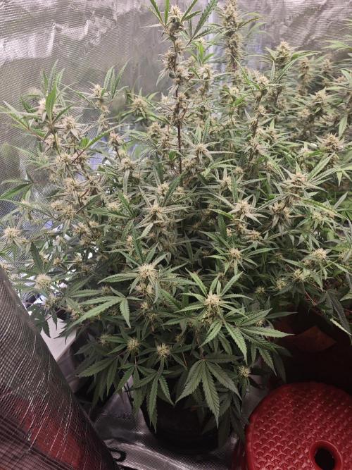 Fastbuds G2S3 Apple strudel. Week 12