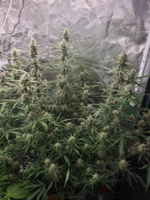 Fastbuds G2S3 Apple strudel. Week 12