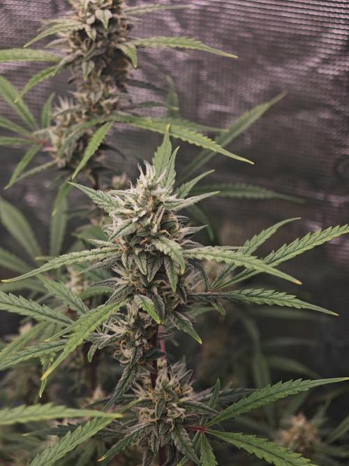 Fastbuds G2S3 Apple strudel. Week 12