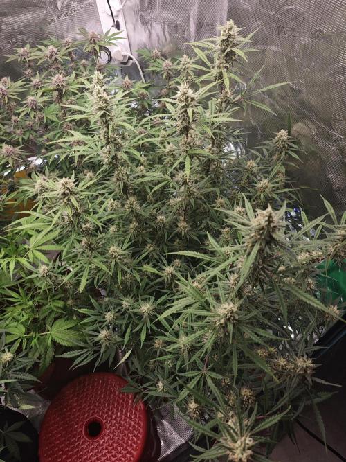 Fastbuds G2S3 Apple strudel. Week 12