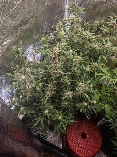 Fastbuds G2S3 Apple strudel. Week 12