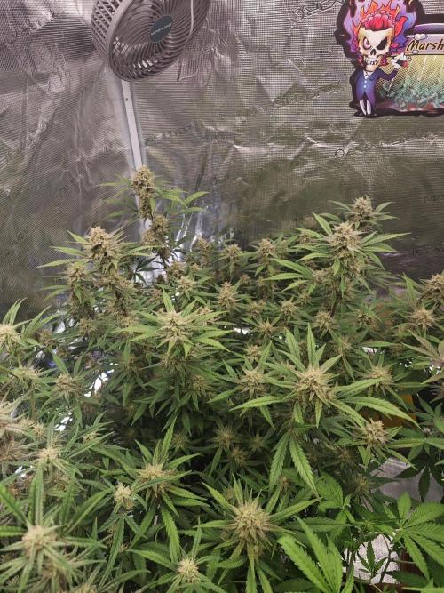 Fastbuds G2S1 Frostbanger. Week 12