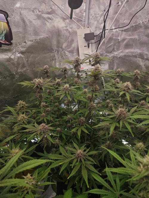 Fastbuds G2S1 Frostbanger. Week 12