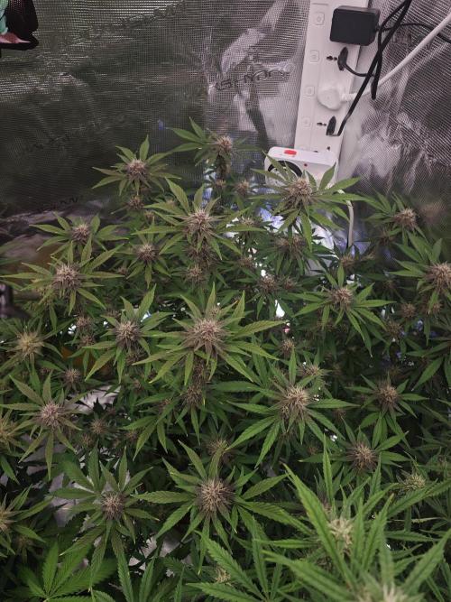 Fastbuds G2S1 Frostbanger. Week 12