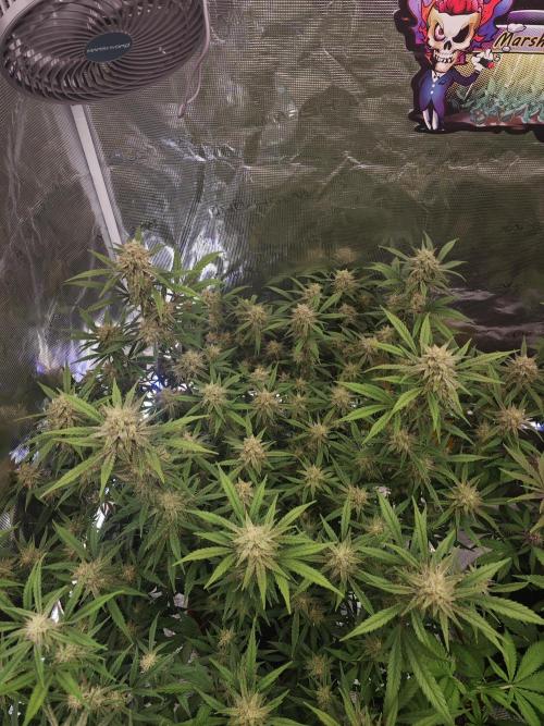 Fastbuds G2S1 Frostbanger. Week 12