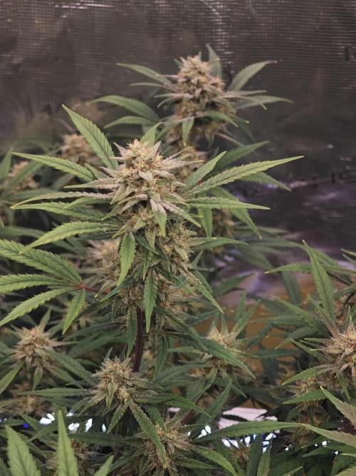Fastbuds G2S1 Frostbanger. Week 12