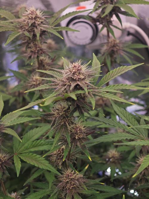 Fastbuds G2S1 Frostbanger. Week 12