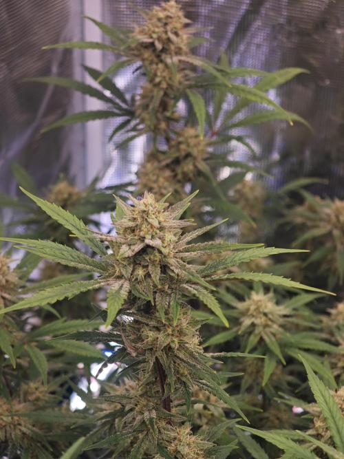 Fastbuds G2S1 Frostbanger. Week 12