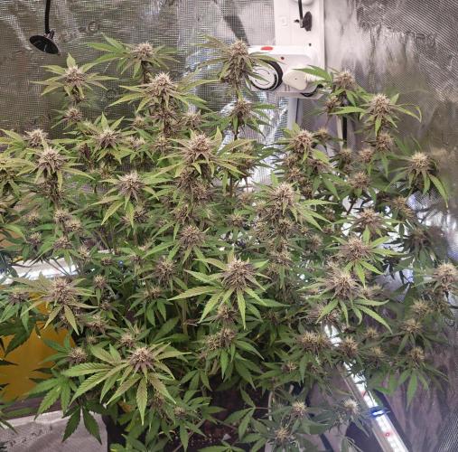 Fastbuds G2S1 Frostbanger. Week 12