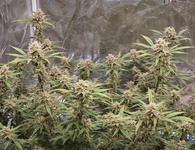 Fastbuds G2S1 Frostbanger. Week 12
