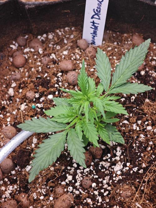 Three Beautiful Babes. Week 2