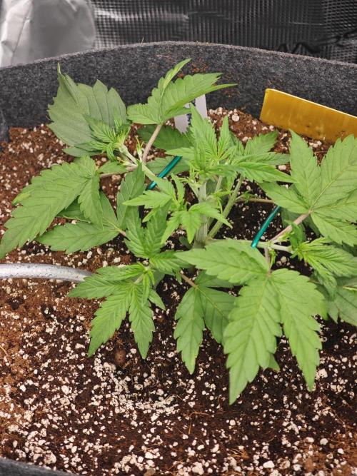 Three Beautiful Babes. Week 2