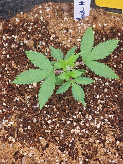 Black Herer Twins. Week 2