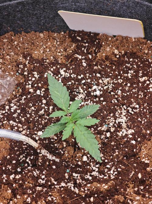 Four of a Kind. Week 1