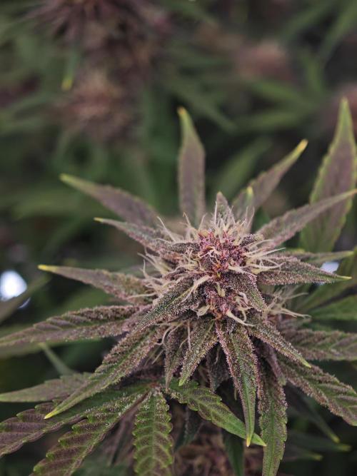 Fastbuds G2S1 Frostbanger. Week 12