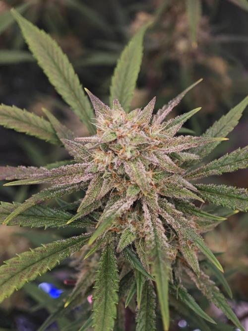 Fastbuds G2S1 Frostbanger. Week 12
