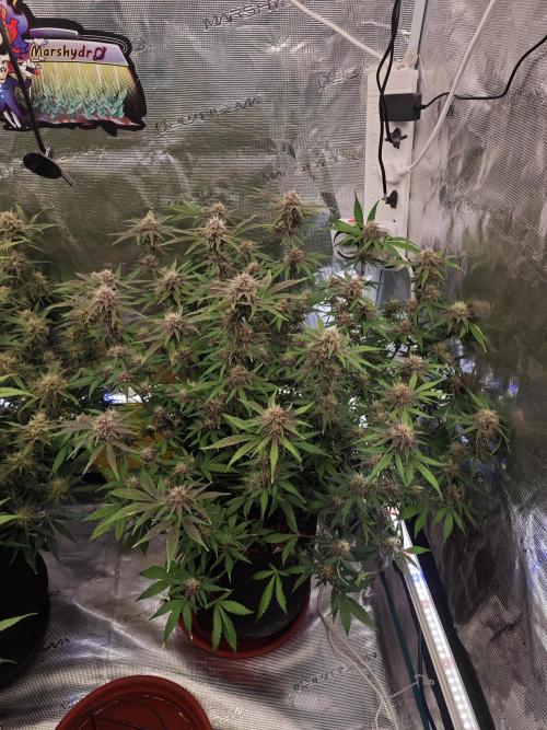 Fastbuds G2S1 Frostbanger. Week 12