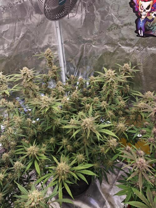 Fastbuds G2S1 Frostbanger. Week 12
