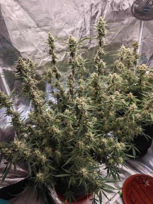 Fastbuds G2S3 Apple strudel. Week 12