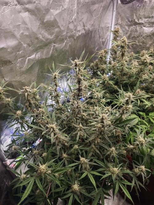 Fastbuds G2S3 Apple strudel. Week 12