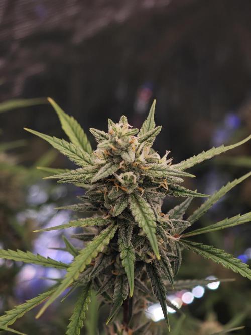 Fastbuds G2S3 Apple strudel. Week 12