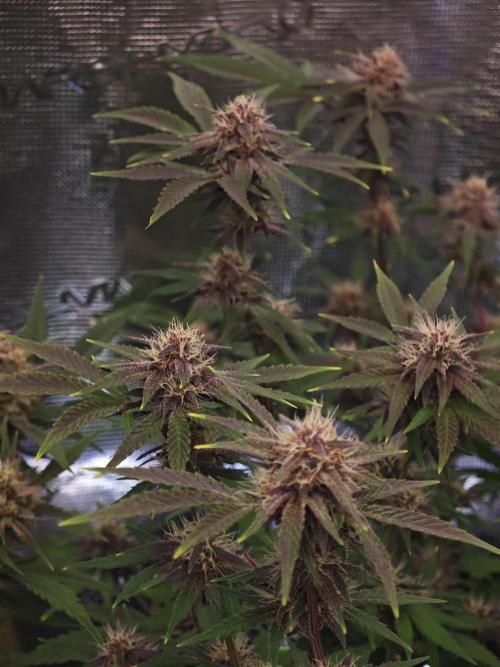 Fastbuds G2S1 Frostbanger. Week 12