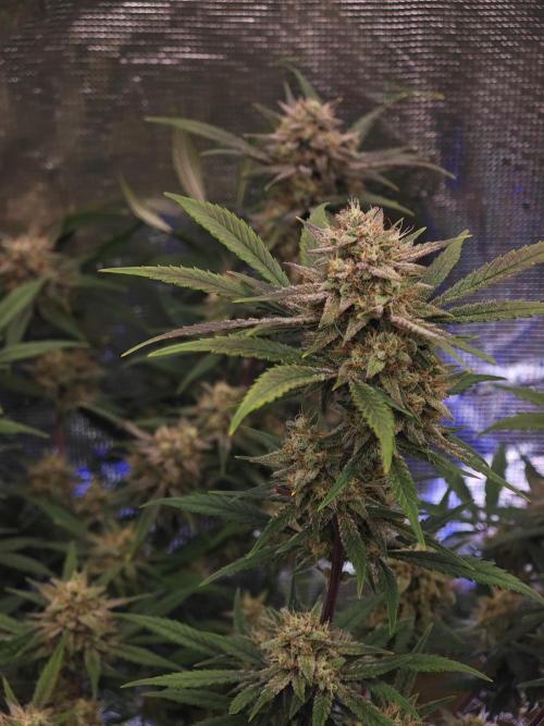 Fastbuds G2S1 Frostbanger. Week 12