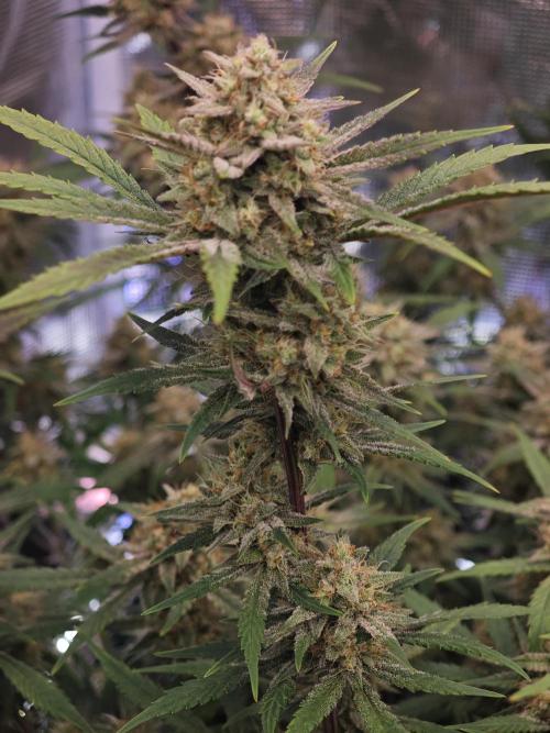 Fastbuds G2S1 Frostbanger. Week 12