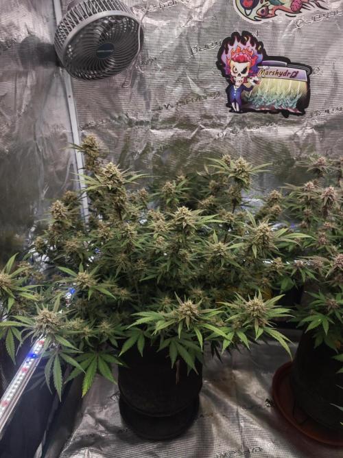 Fastbuds G2S1 Frostbanger. Week 12