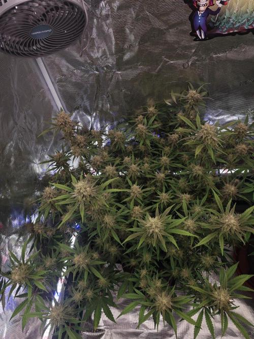 Fastbuds G2S1 Frostbanger. Week 12