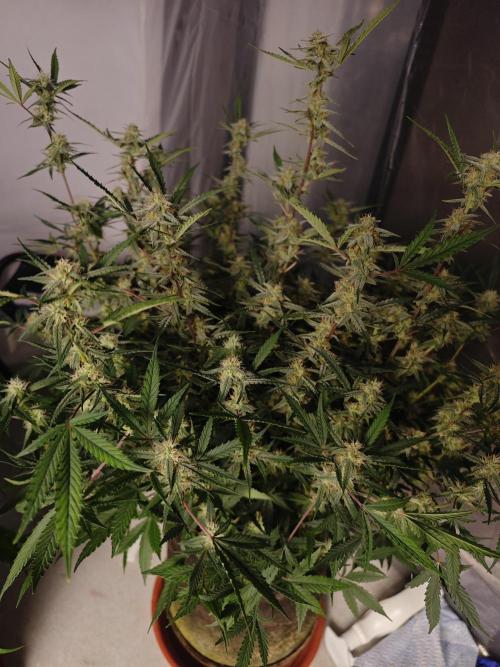 Fastbuds G2S3 Apple strudel. Week 12